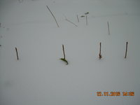 DSCN1381.JPG