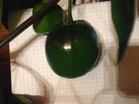 IMG_3932.JPG