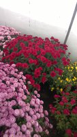 WP_20161115_047.jpg