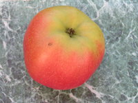 jabl 005.jpg