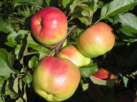 jabl 008.jpg