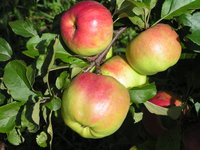 jabl 009.jpg
