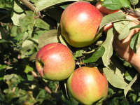 jabl 019.jpg