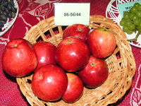 onf 005.jpg