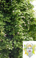 _MG_750311.JPG