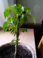 IMG_20161119_110414.jpg