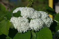 _DSC6274.jpg