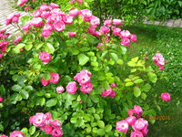 IMG_1948.JPG