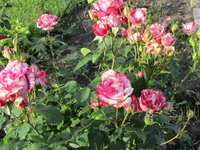 IMG_2121.JPG