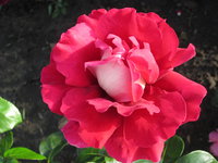 IMG_2124.JPG