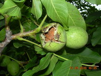 DSCN1337.JPG