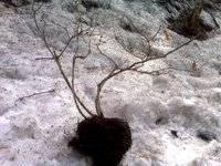 Во-первых это дубок. Рос из коряги, я спилил корягу и корни остались