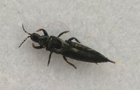 Thrips.dorsal.jpg