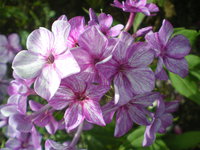 IMGP1039.JPG