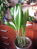 IMG_1787.JPG