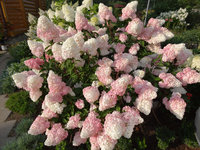 Vanille Fraise