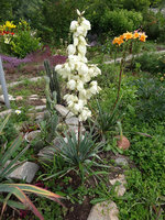 Yucca flaccida