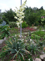 Yucca filamentosa