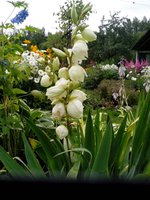 IMG_20160721_162147.jpg