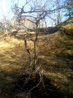 это он уже выкопанный стоит, только земля еще комом