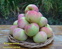Коричное полосатое.jpg
