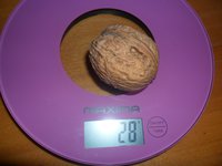 E2g-T25abdo.jpg