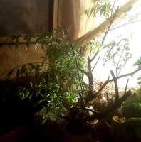 IMG03818.jpg