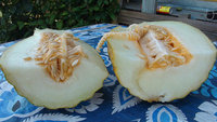 DSC09204-1.jpg