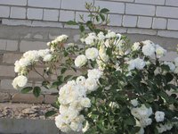 IMG_2155.JPG