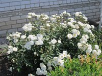 IMG_1749.JPG