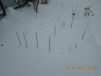 Двухлетки