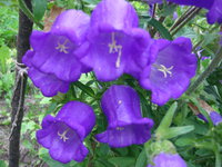 DSC00177.JPG