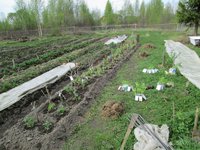 Томаты IMG_0266.JPG