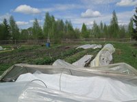 томаты и огурцы IMG 268.JPG