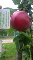 Вкусное с дерева ,хранить не пробовал ,да и нечего было особа .