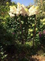 IMG_0187_800.jpg