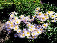 DSC08277.JPG