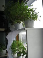 IMG_2244.JPG