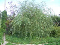 DSCF4659.JPG