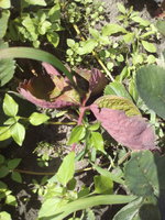 1 MG_20160807_134204.jpg