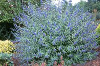 caryopterislongwoodblue.jpg