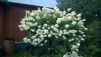 WP_20150813_012.jpg