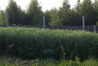 IMG_4770.jpg