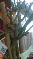 IMG-20170211-WA0003.jpg