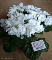 DSC08313.JPG