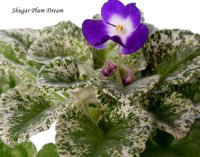 DSCN5305.JPG