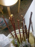 IMG_20170219_121545.jpg