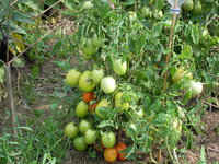 DSCN0571.JPG