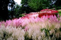 Astilbe+arensii+Showstar+full.jpg