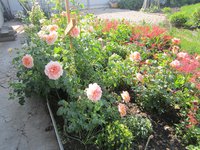 IMG_1077.JPG
